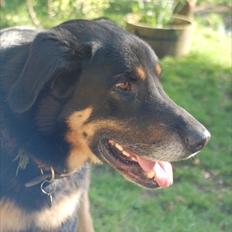 Blanding af racer Kovo <3