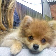 Pomeranian Sussi  R.I.P ;(