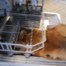 Pomeranian Sussi  R.I.P ;(