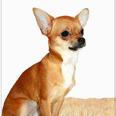 Chihuahua koda's KATA