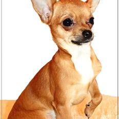 Chihuahua koda's KATA