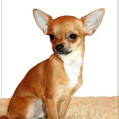 Chihuahua koda's KATA