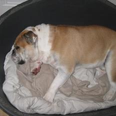 Engelsk bulldog *Ozzy* 