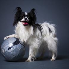 Papillon Klæstruplunds Cille