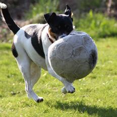 Dansk svensk gaardhund Molly