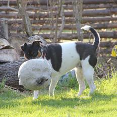 Dansk svensk gaardhund Molly
