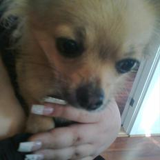 Chihuahua Molly [Solgt]