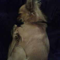 Chihuahua Molly [Solgt]