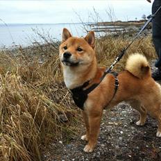 Shiba Max