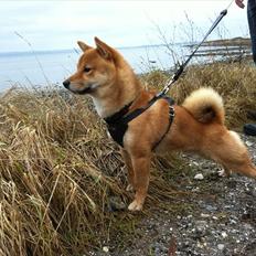 Shiba Max