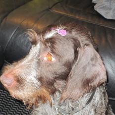 Ruhåret hønsehund Zenta