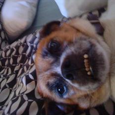 Blanding af racer Mille FORSVUNDET