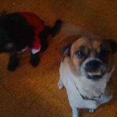 Blanding af racer Mille FORSVUNDET