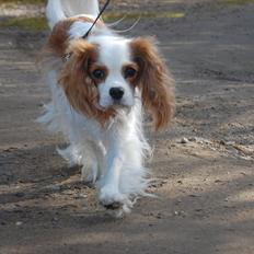 Cavalier king charles spaniel DKK Hamingjor Prinsesse Jasmin