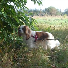 Cavalier king charles spaniel DKK Hamingjor Prinsesse Jasmin