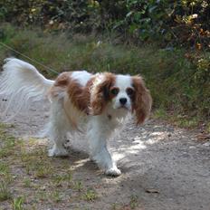 Cavalier king charles spaniel DKK Hamingjor Prinsesse Jasmin