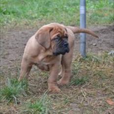 Dogue de bordeaux Angel