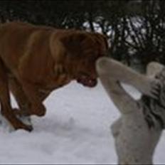 Dogue de bordeaux Simba