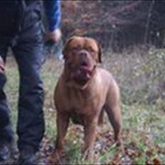 Dogue de bordeaux Simba