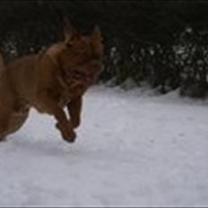 Dogue de bordeaux Simba