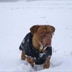 Dogue de bordeaux Bella