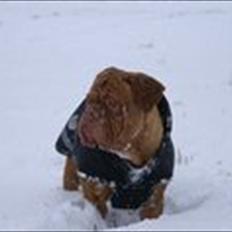 Dogue de bordeaux Bella