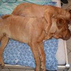 Dogue de bordeaux Bella