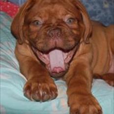 Dogue de bordeaux Girly Gangster