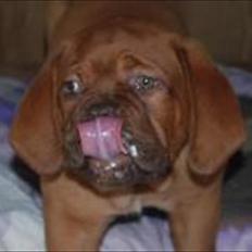 Dogue de bordeaux Girly Gangster