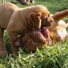 Dogue de bordeaux Girly Gangster