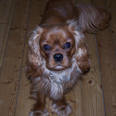 Cavalier king charles spaniel Kongo