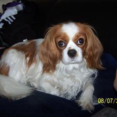 Cavalier king charles spaniel Salli