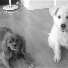 Hvid schæfer Buster