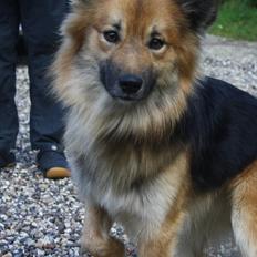 Islandsk fårehund Kappi