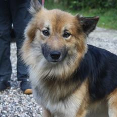 Islandsk fårehund Kappi