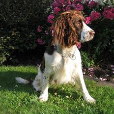 Blanding af racer Lady