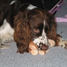 Blanding af racer Lady