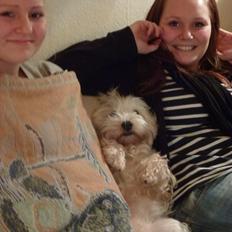 West highland white terrier Blixen