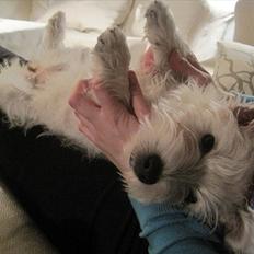 West highland white terrier Blixen