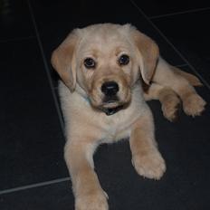Labrador retriever Walde