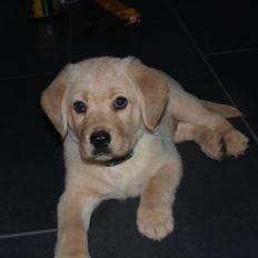 Labrador retriever Walde