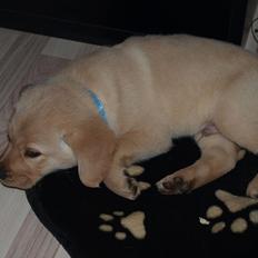 Labrador retriever Walde