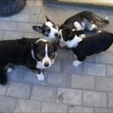 Welsh corgi cardigan Alba