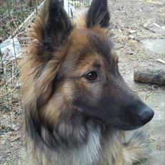 Blanding af racer Tjalfe