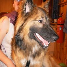 Blanding af racer Tjalfe