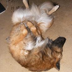 Blanding af racer Tjalfe