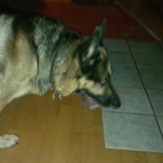 Schæferhund King (Bedste`s Hund)