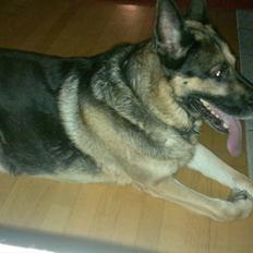 Schæferhund King (Bedste`s Hund)