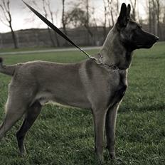 Malinois Malthe (Søholm's Funny Boy)