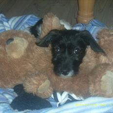 Blanding af racer Mickey